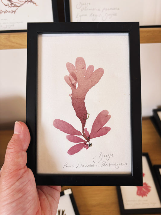 Dulse, Pwll Llanddu, Pembrokeshire  - Small framed original pressed seaweed