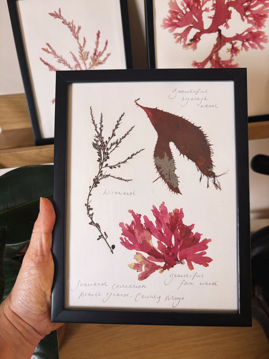 Seaweed Collection, Achill Island, County Mayo - Medium framed original pressed seaweed