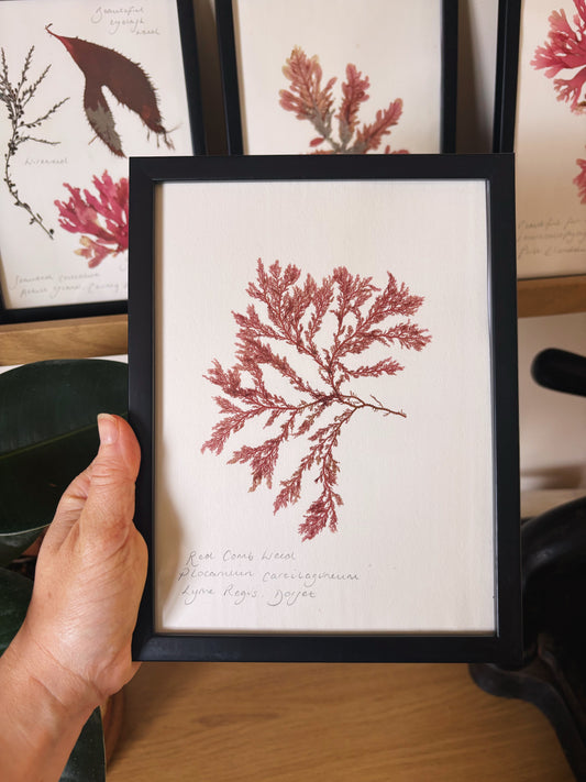 Red comb weed, Lyme Regis, Dorset  - Medium framed original pressed seaweed