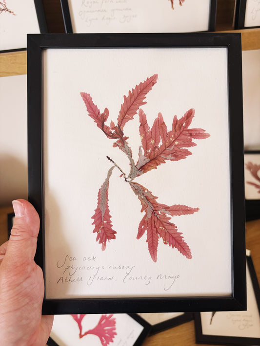 Sea Oak, Achill Island County Mayo - Medium framed original pressed seaweed