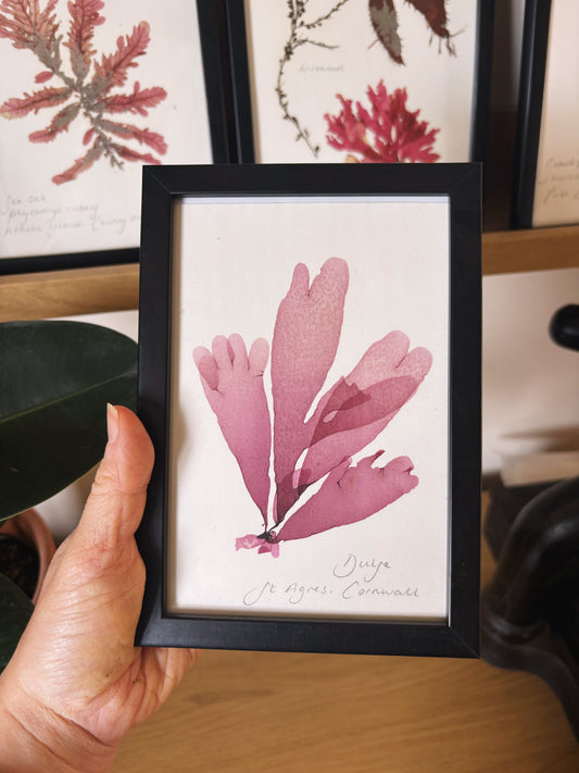Dulse, St Agnes, Cornwall  - Small framed original pressed seaweed