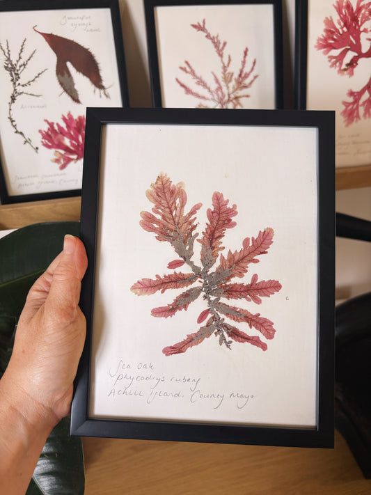 Sea Oak, Achill Island, County Mayo - Medium framed original pressed seaweed