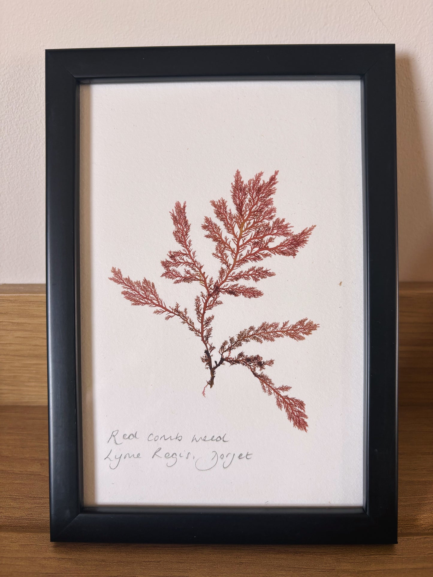 Red comb weed, Lyme Regis, Dorset  - Small framed original pressed seaweed