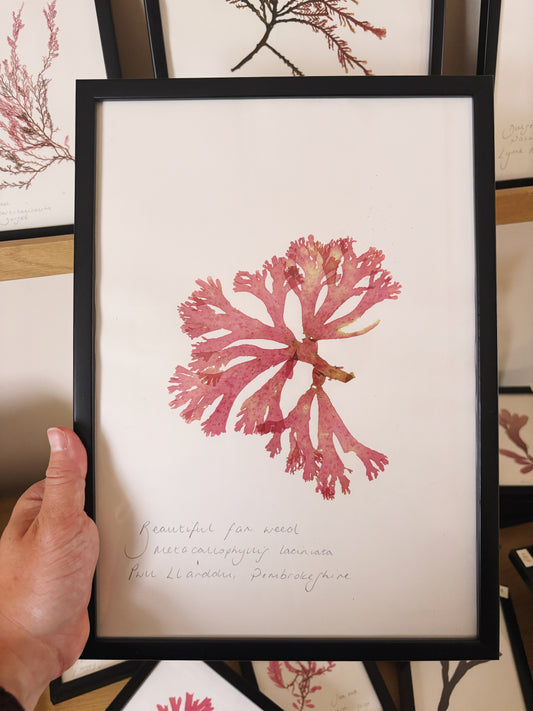Beautiful fan weed, Pwll Llanddu, Pembrokeshire - Large framed original pressed seaweed