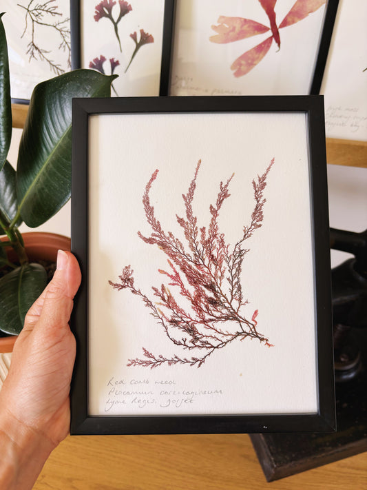 Red comb weed, Lyme Regis Dorset - Medium framed original pressed seaweed