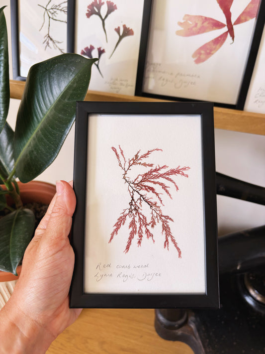 Red comb weed, Lyme Regis Dorset - Small framed original pressed seaweed