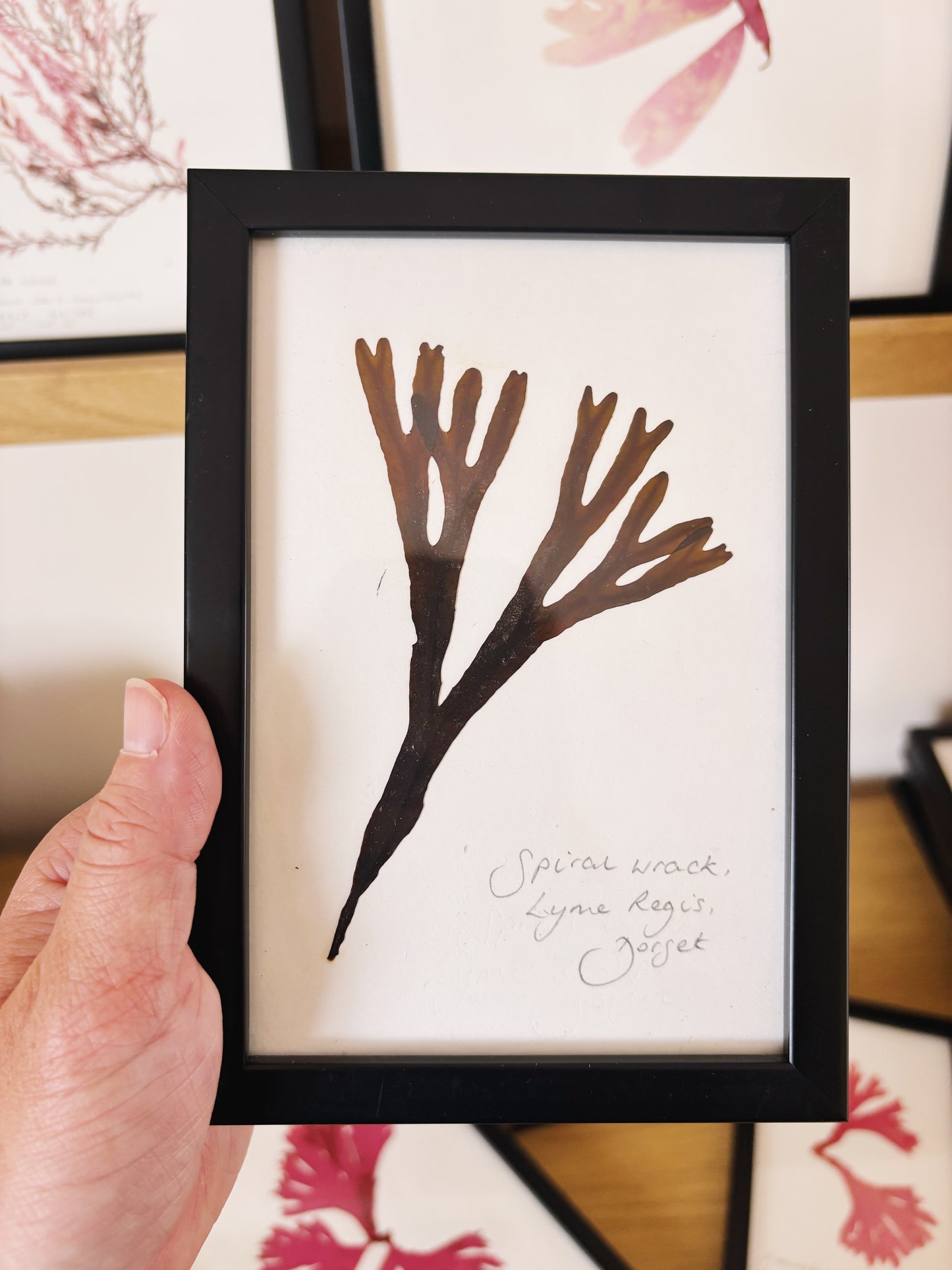 Spiral Wrack, Lyme Regis, Dorset  - Small framed original pressed seaweed