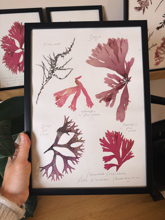 Seaweed collection, Pwll Llanddu, Pembrokeshire - Large framed original pressed seaweed