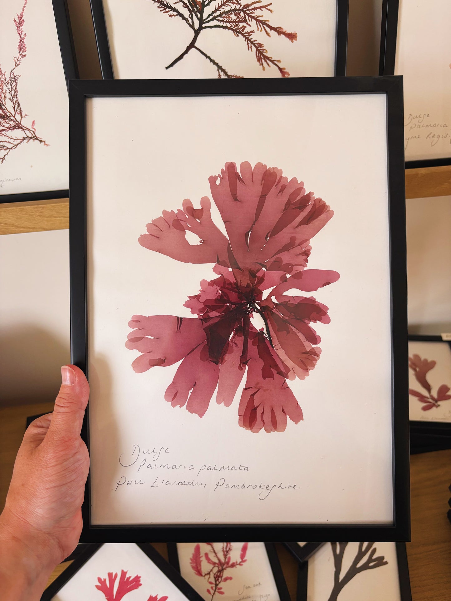 Dulse, Pwll Llanddu, Pembrokeshire - Large framed original pressed seaweed