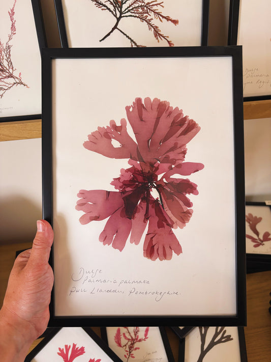 Dulse, Pwll Llanddu, Pembrokeshire - Large framed original pressed seaweed