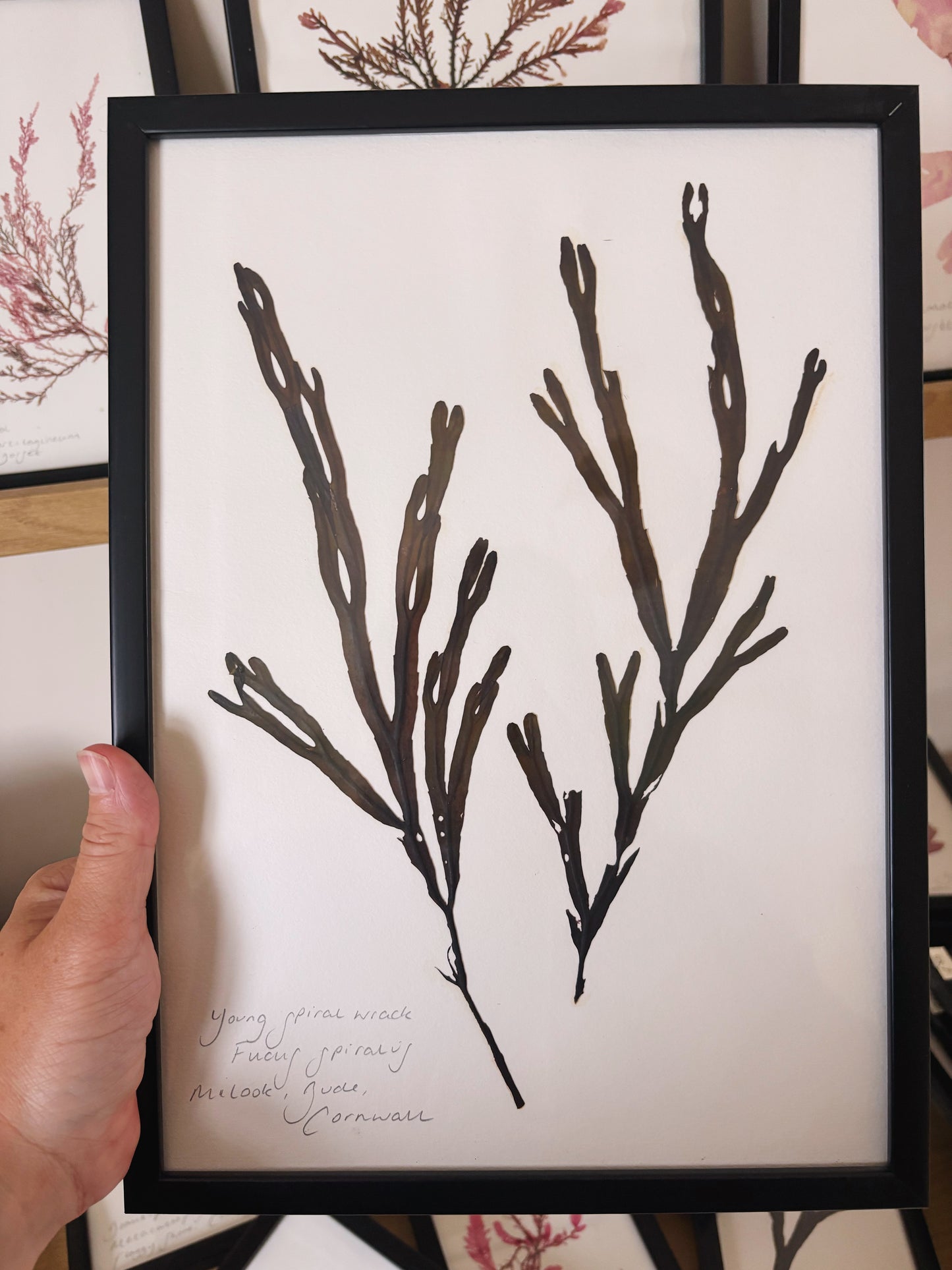 Young spiral wrack, Bude, Cornwall - Large framed original pressed seaweed