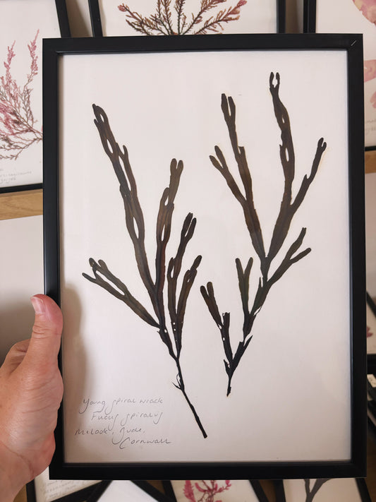 Young spiral wrack, Bude, Cornwall - Large framed original pressed seaweed