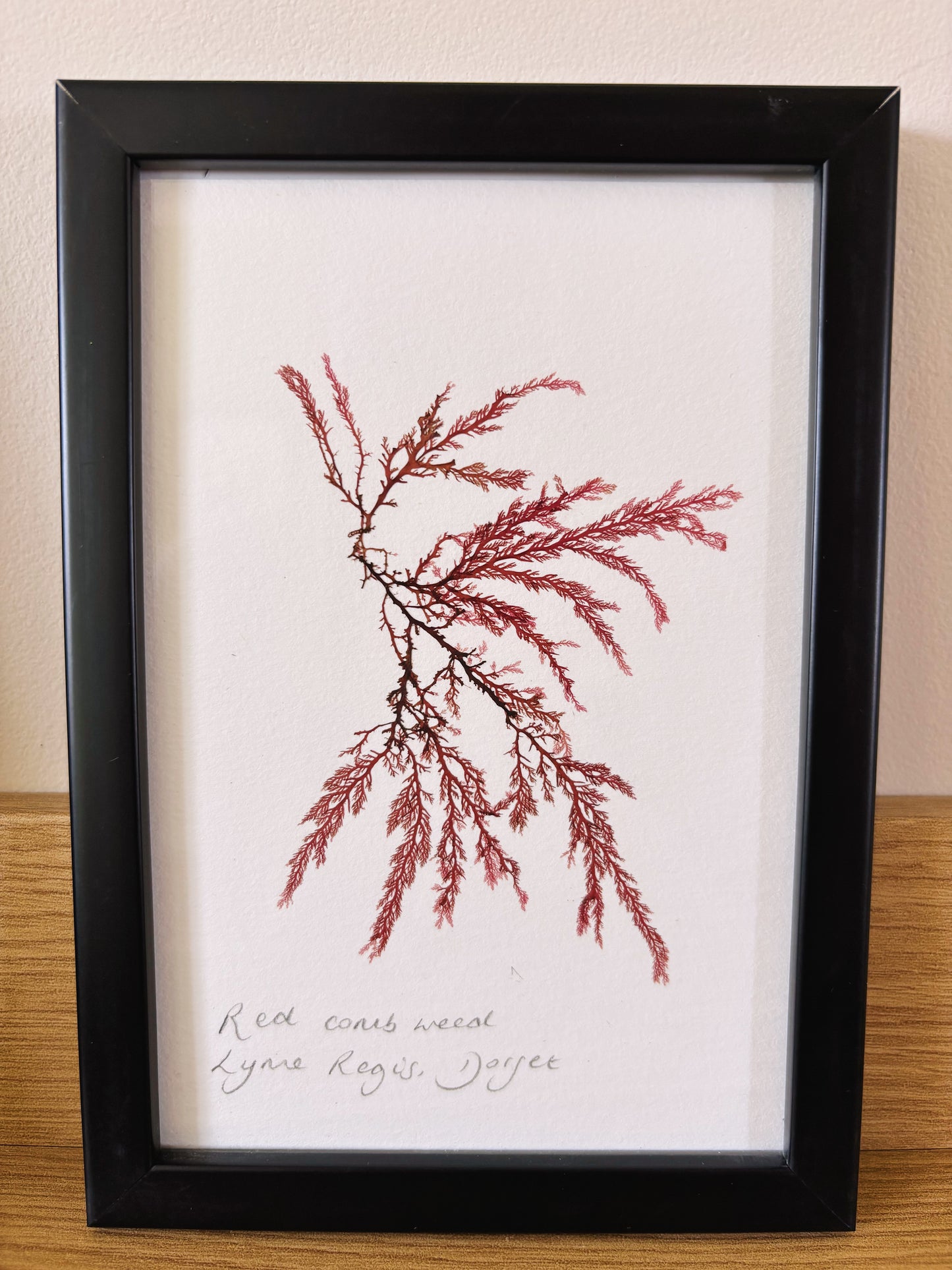 Red comb weed, Lyme Regis Dorset - Small framed original pressed seaweed