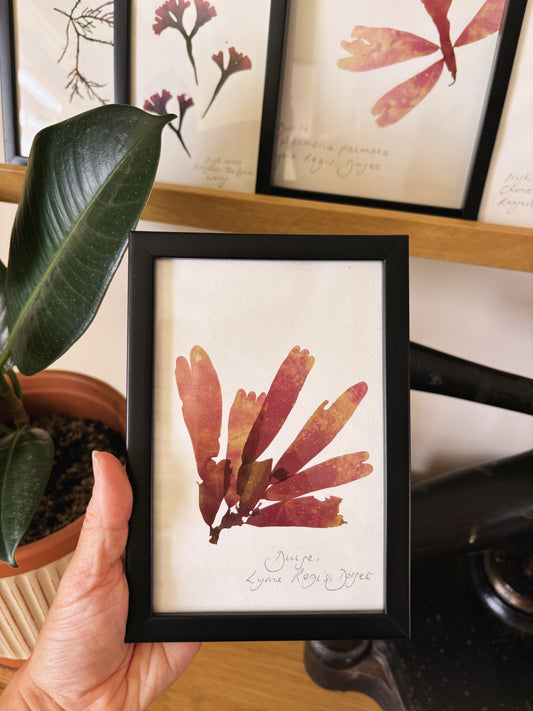 Dulse, Lyme Regis Dorset - Small framed original pressed seaweed