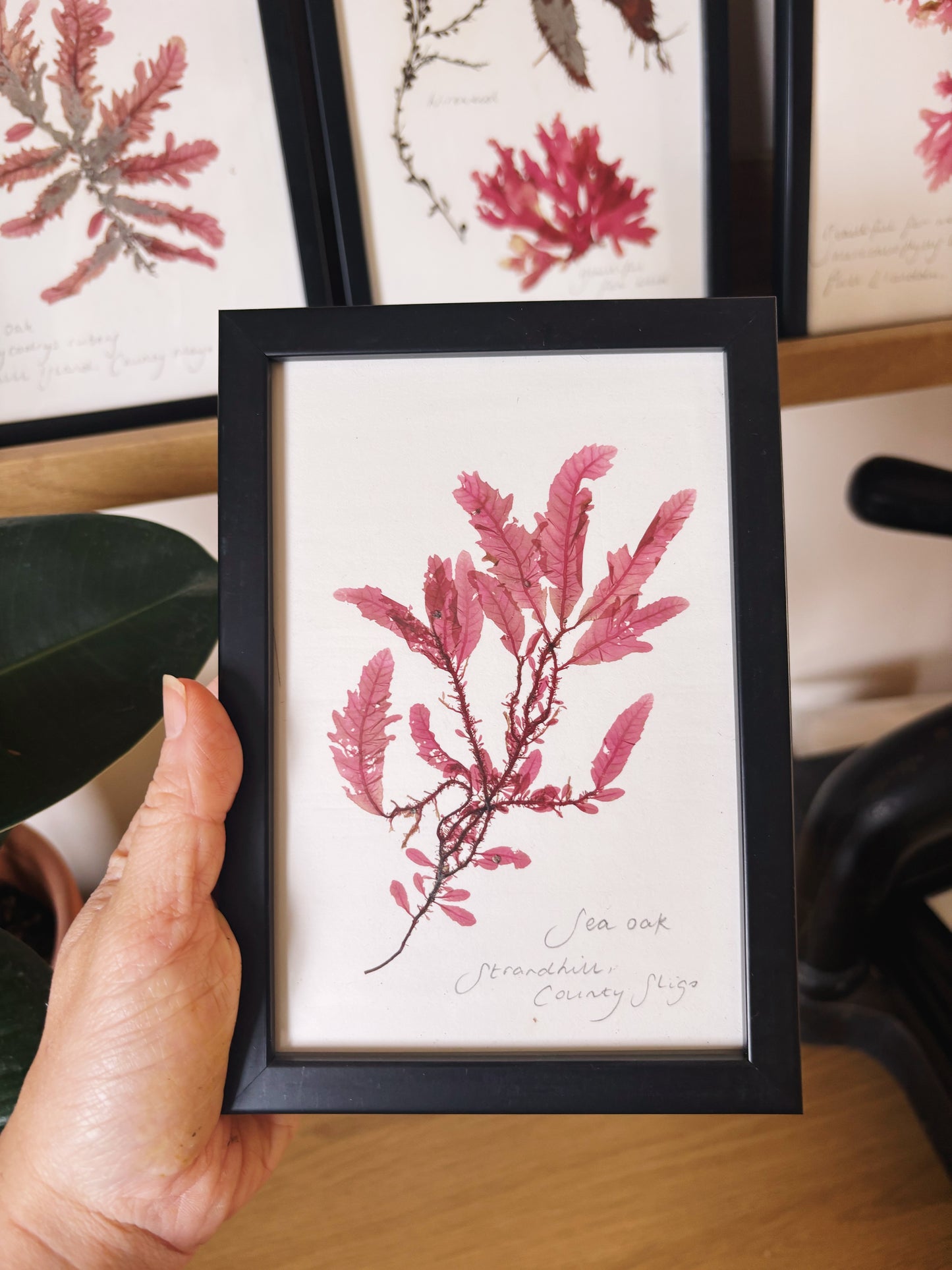Sea Oak, Strandhill, County Sligo - Small framed original pressed seaweed