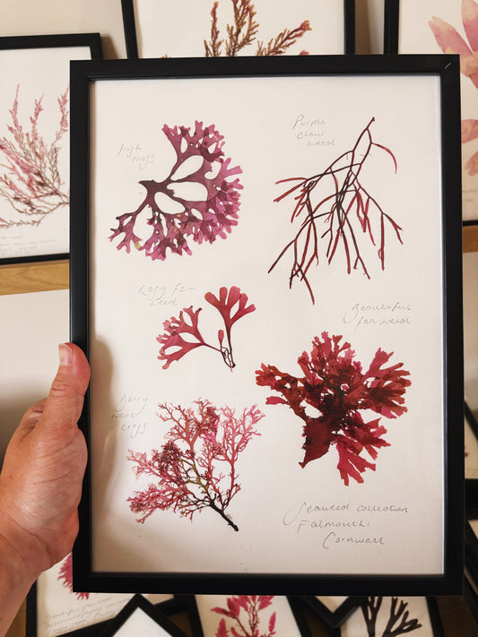 Seaweed collection, Falmouth, Cornwall - Large framed original pressed seaweed