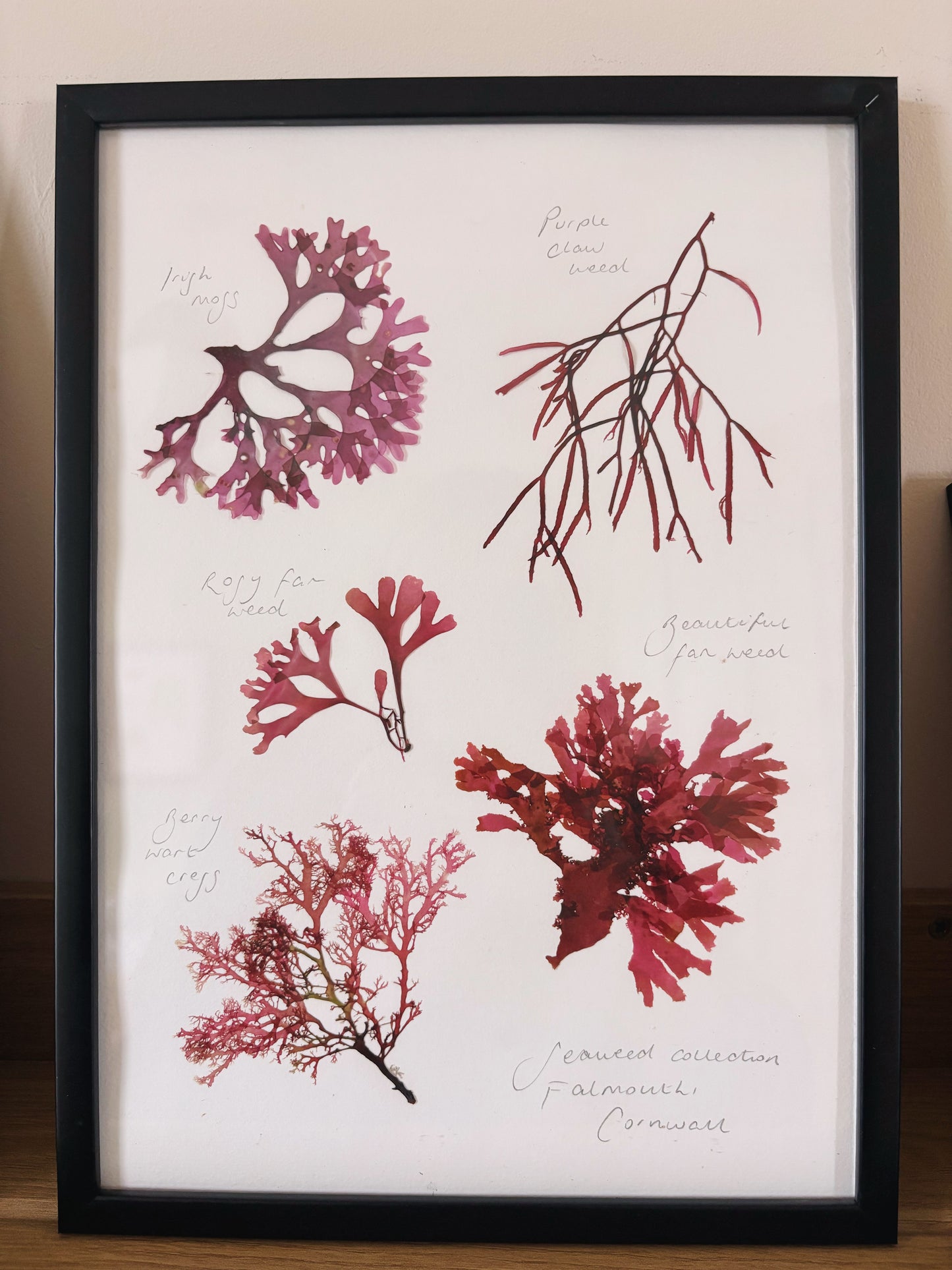 Seaweed collection, Falmouth, Cornwall - Large framed original pressed seaweed
