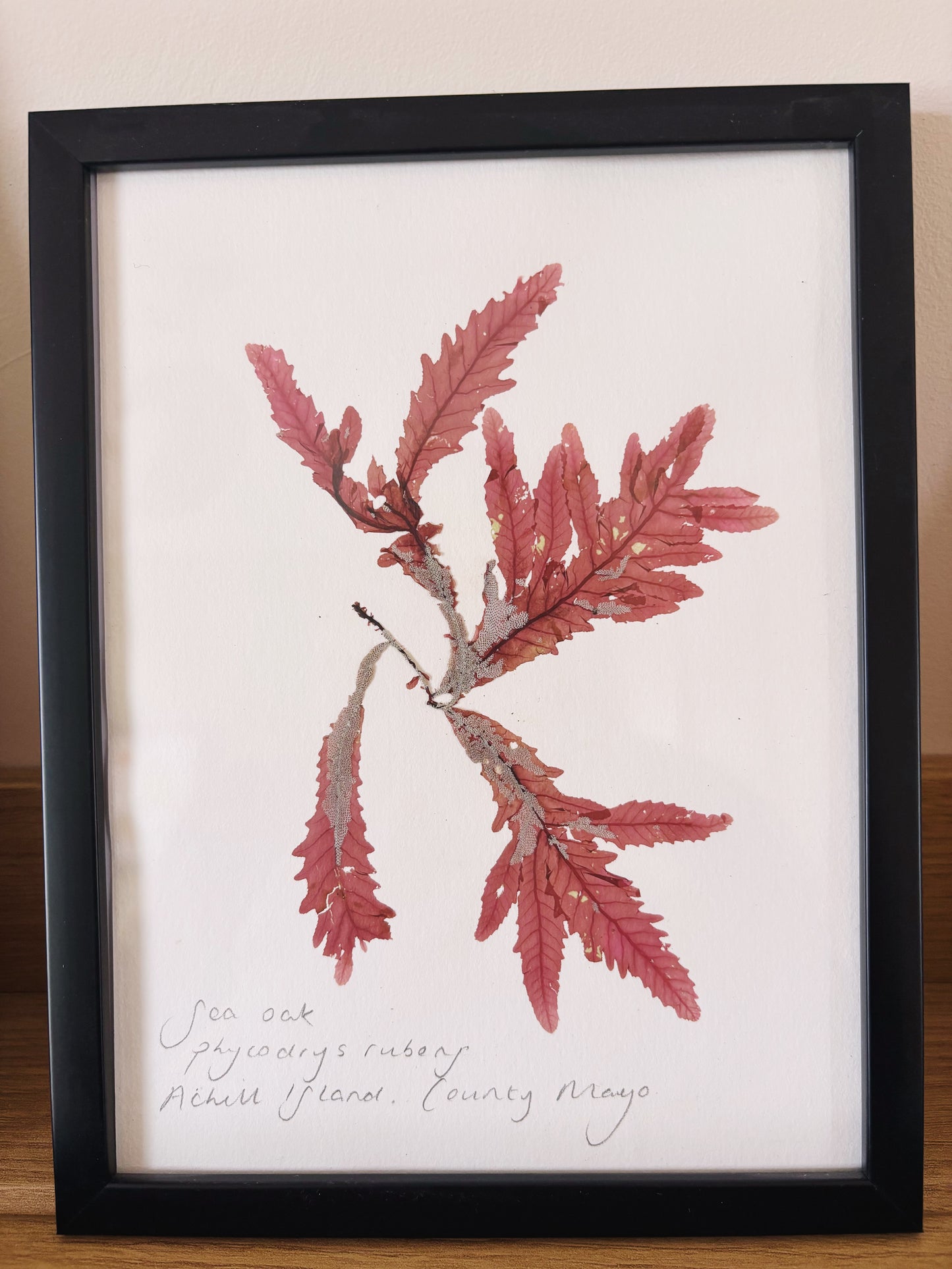 Sea Oak, Achill Island County Mayo - Medium framed original pressed seaweed