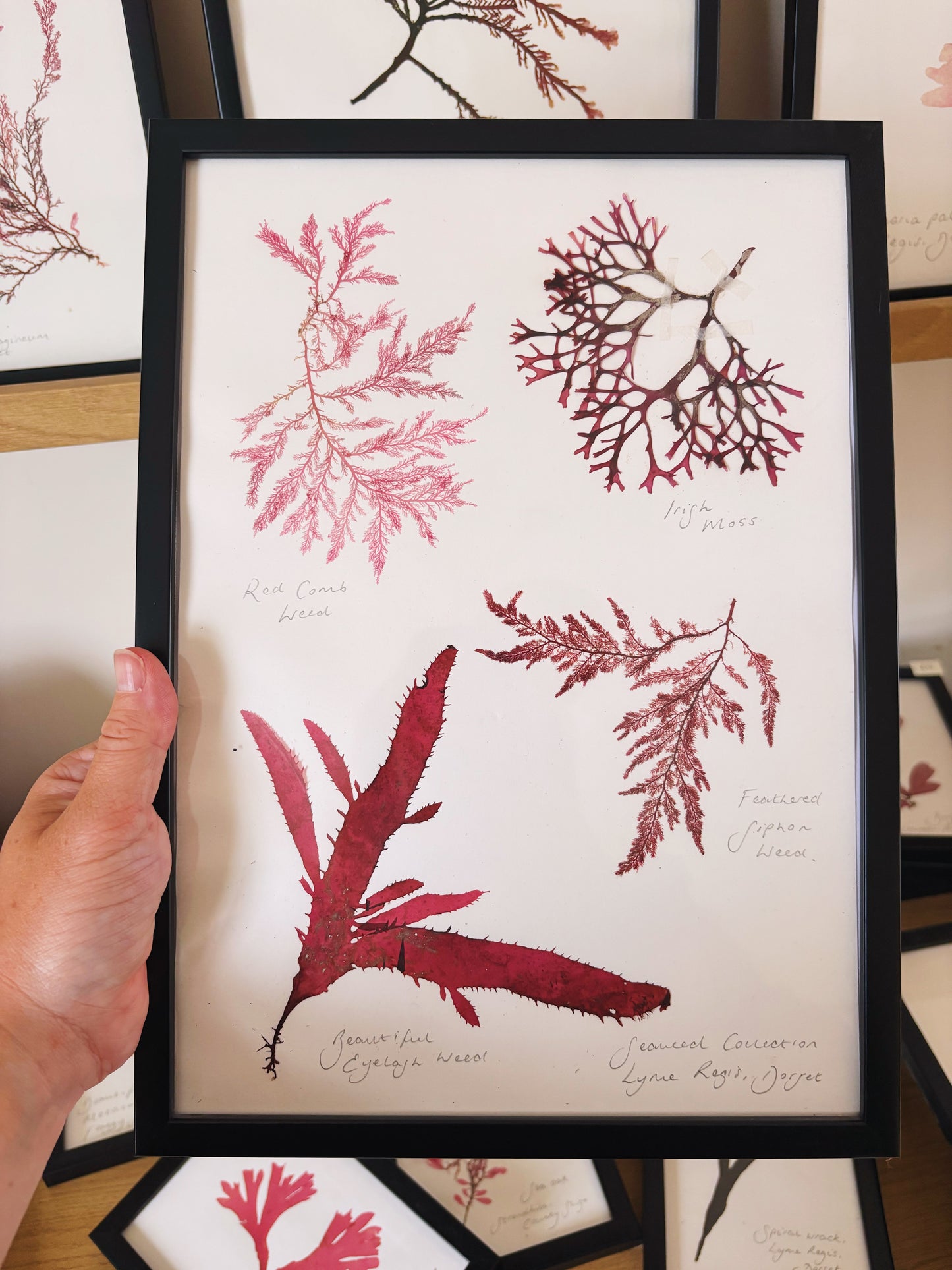 Seaweed collection, Lyme Regis, Dorset - Large framed original pressed seaweed
