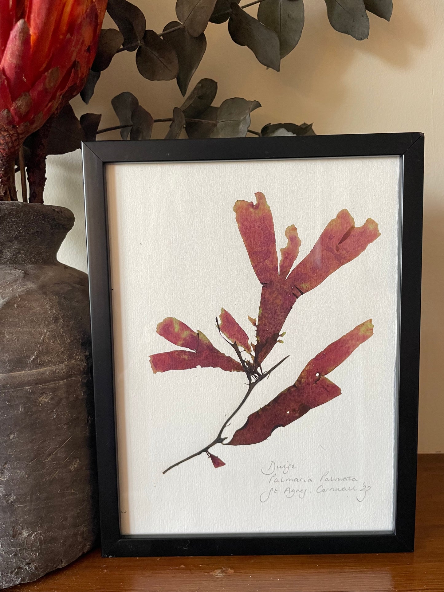 Dulse, Cornwall. Medium, framed, original pressed seaweed