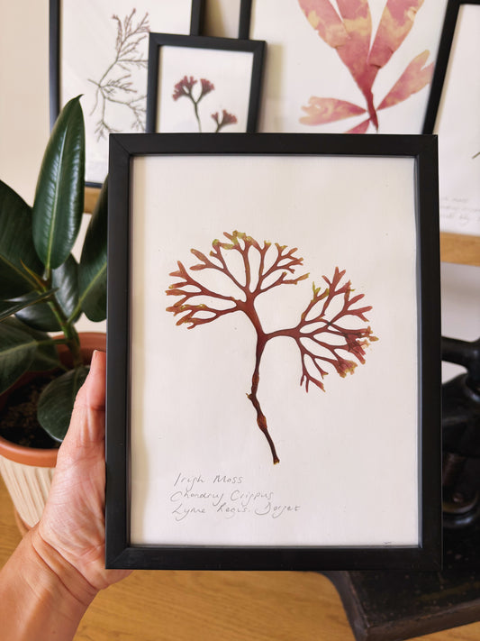 Irish Moss, Lyme Regis Dorset - Medium framed original pressed seaweed