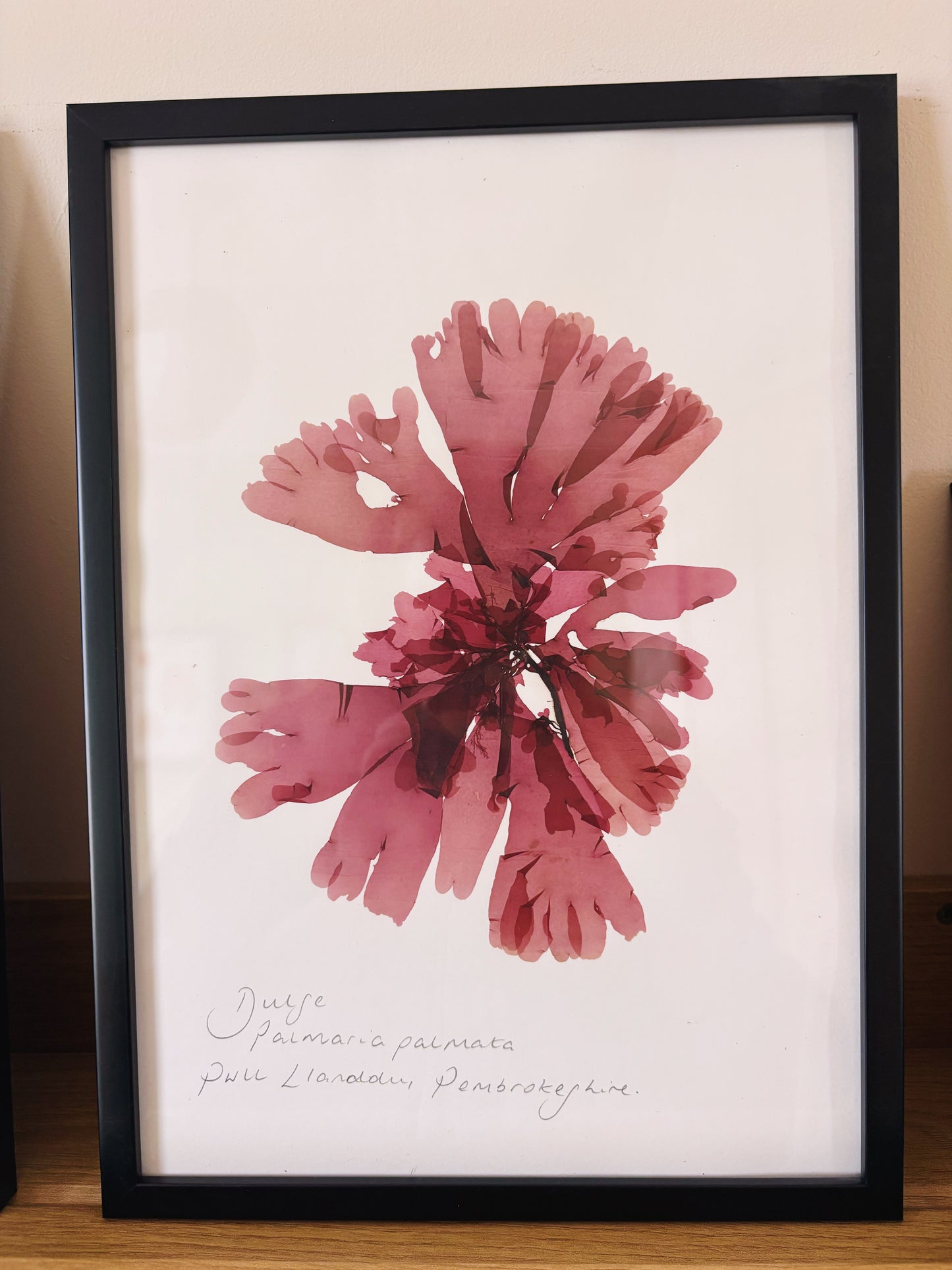 Dulse, Pwll Llanddu, Pembrokeshire - Large framed original pressed seaweed