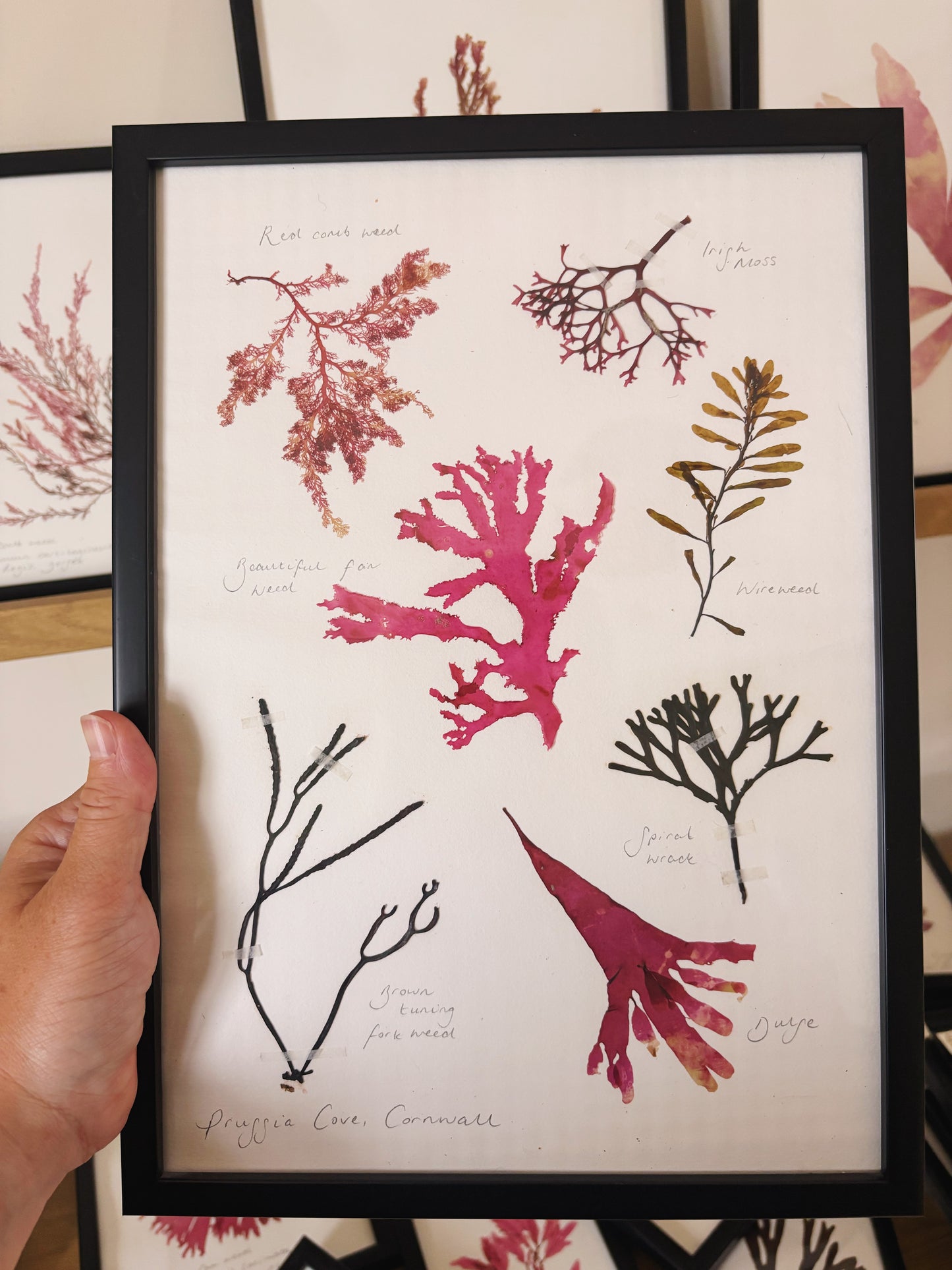 Seaweed collection, Prussia Cove, Cornwall - Large framed original pressed seaweed