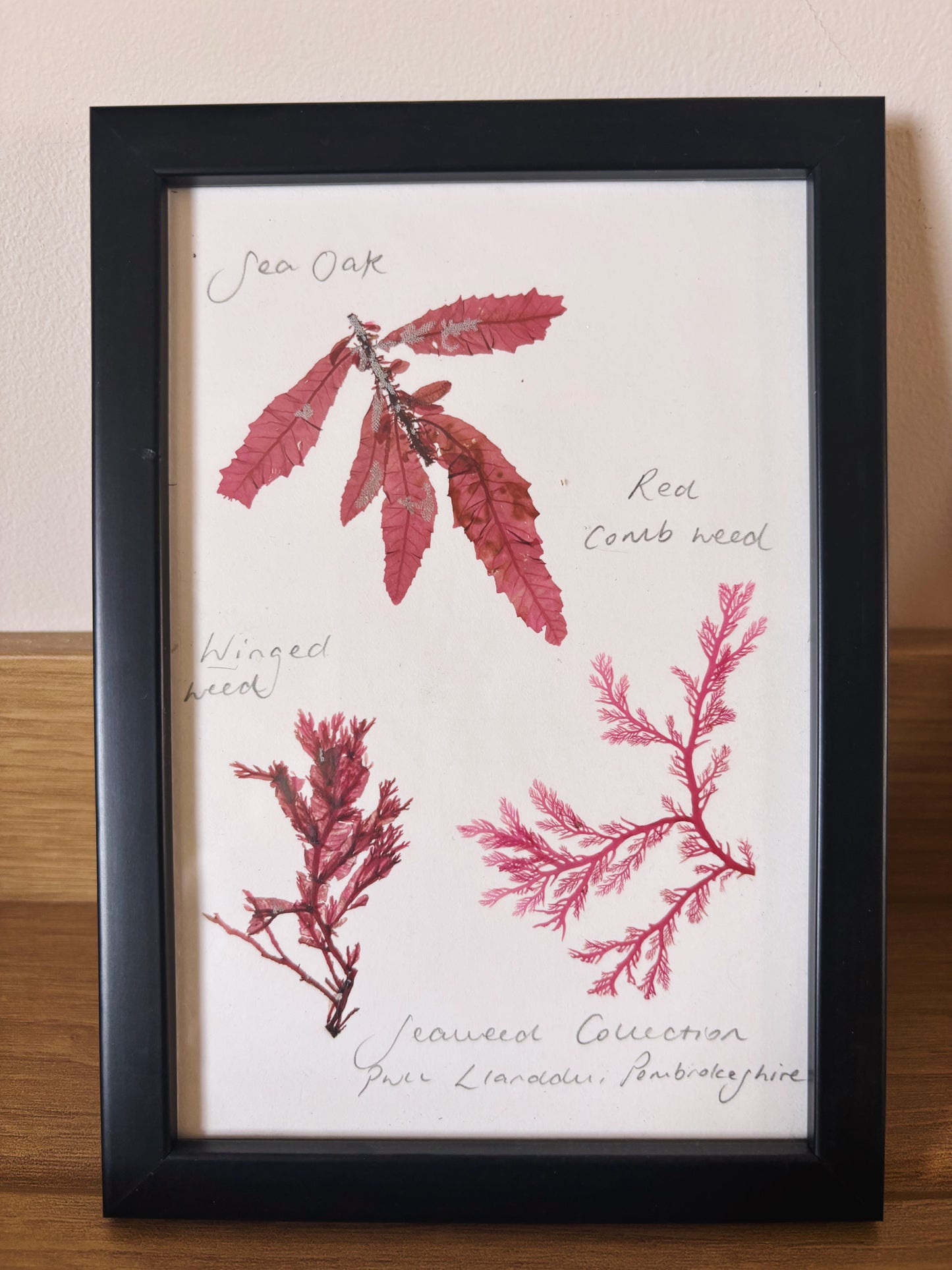 Seaweed collection, Pwll Llanddu, Pembrokeshire  - Small framed original pressed seaweed