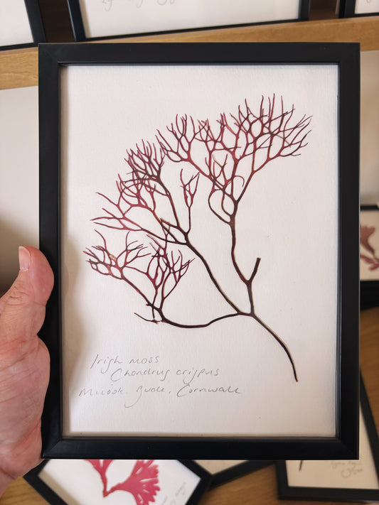 Irish moss, Bude, Cornwall - Medium framed original pressed seaweed