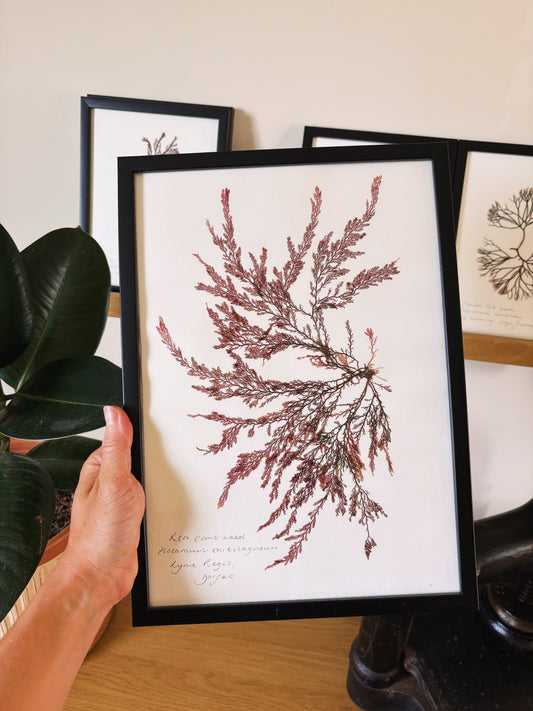 Red comb weed, Lyme Regis Dorset - Large framed original pressed seaweed