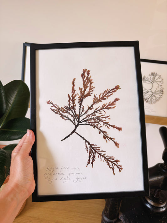 Royal fern weed, Lyme Regis Dorset - Large framed original pressed seaweed