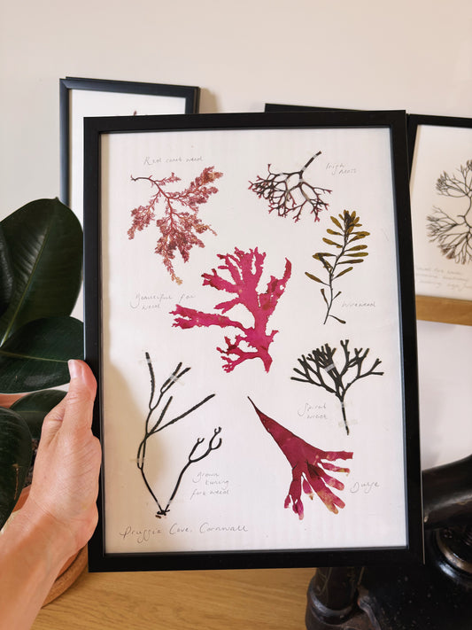 Seaweed collection, Prussia Cove Cornwall - Large framed original pressed seaweed