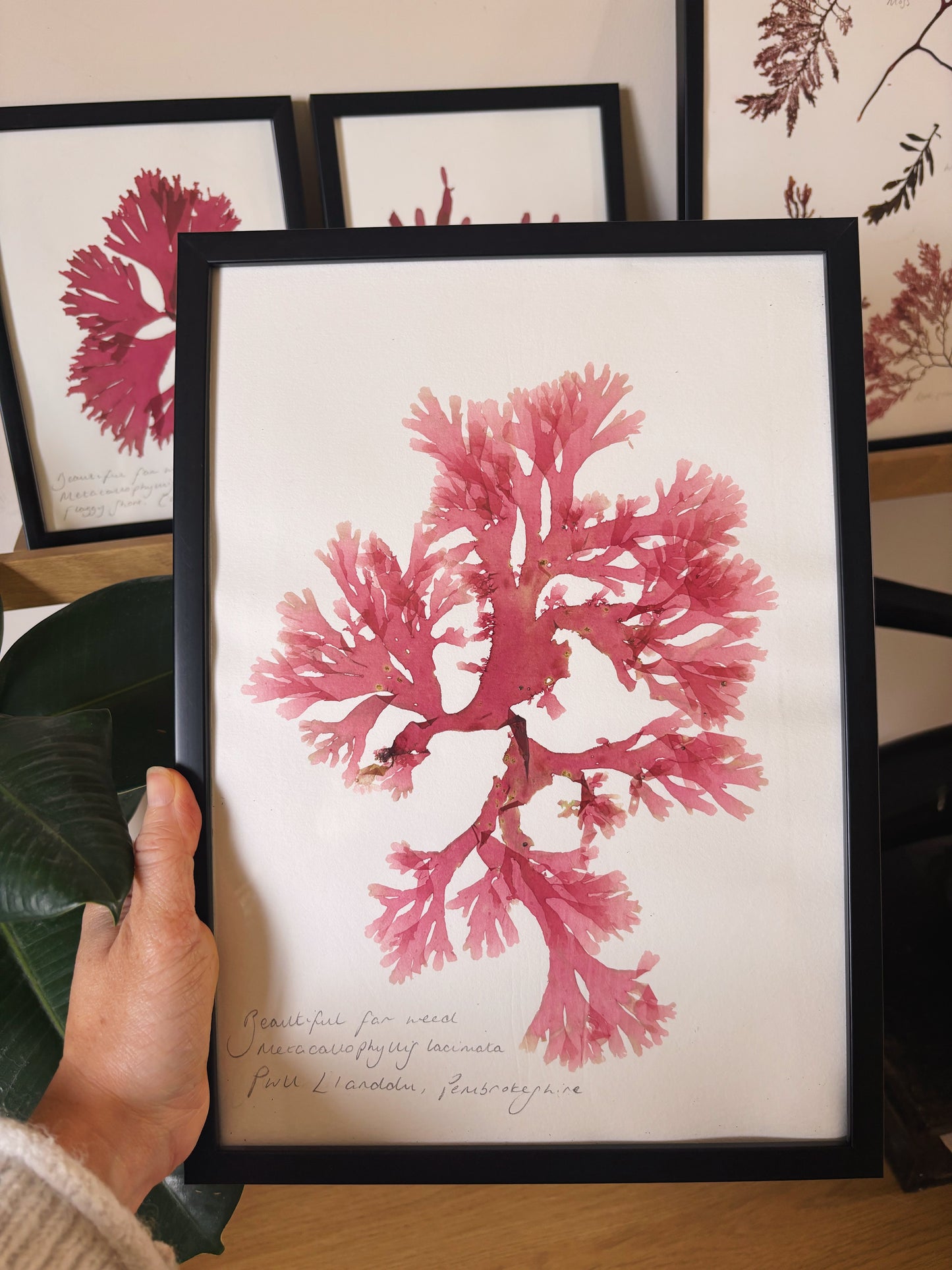 Beautiful fan weed,  Pwll Llanddu, Pembrokeshire- Large framed original pressed seaweed