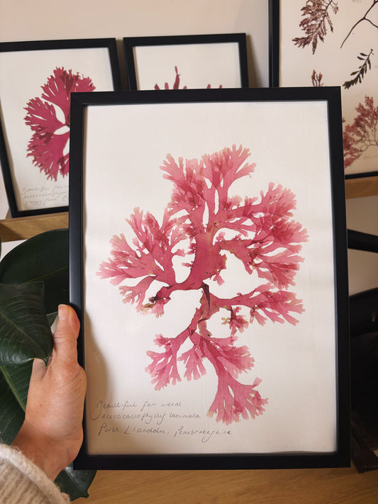Beautiful fan weed,  Pwll Llanddu, Pembrokeshire- Large framed original pressed seaweed