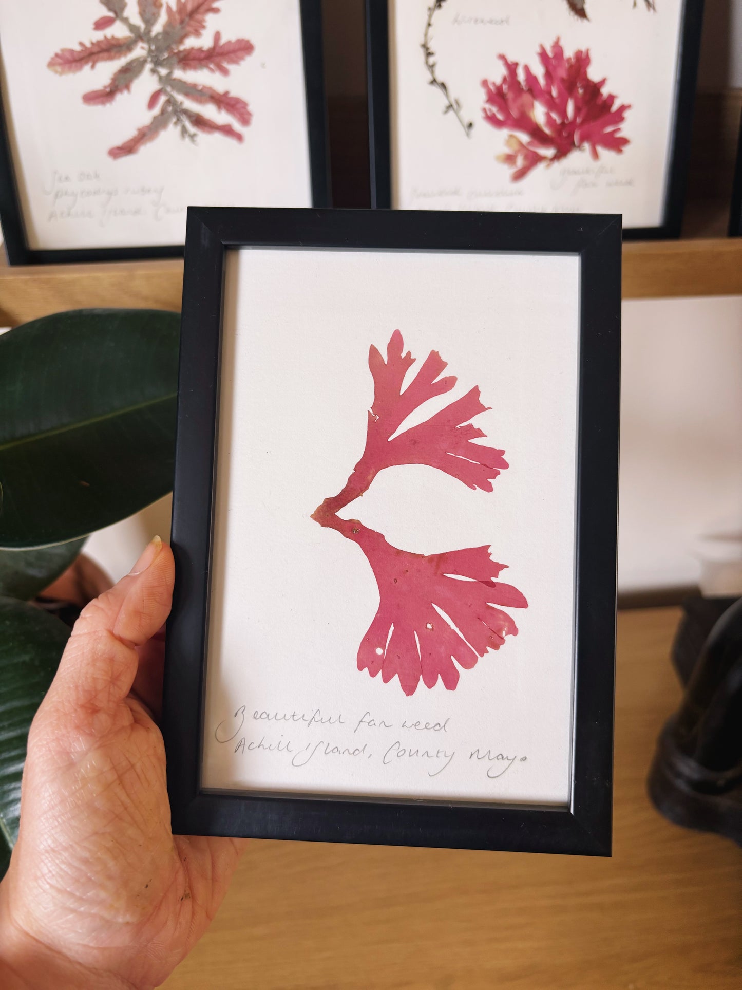 Beautiful fan weed, Achill Island, County Mayo  - Small framed original pressed seaweed