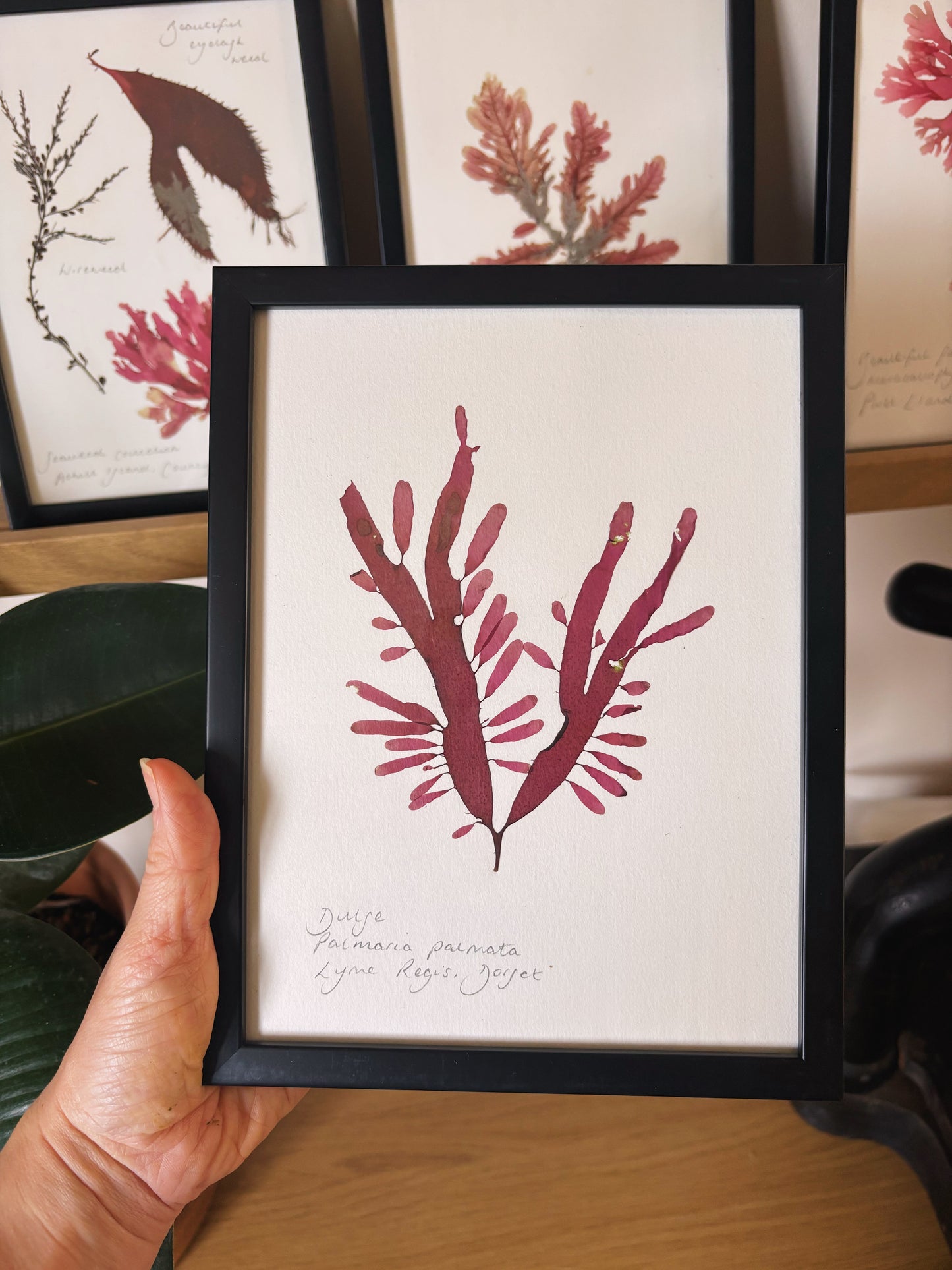 Dulse, Lyme Regis, Dorset - Medium framed original pressed seaweed