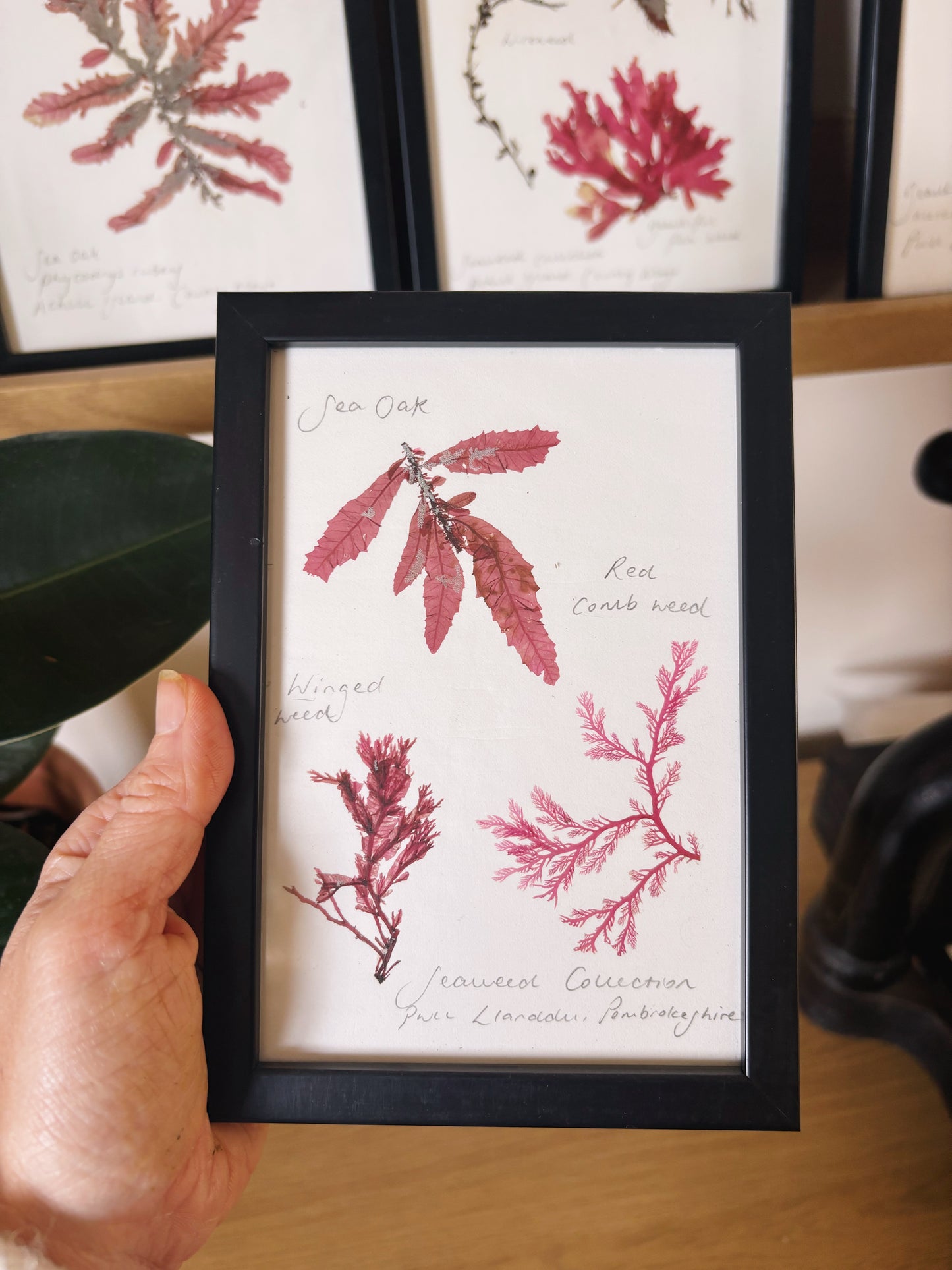 Seaweed collection, Pwll Llanddu, Pembrokeshire  - Small framed original pressed seaweed