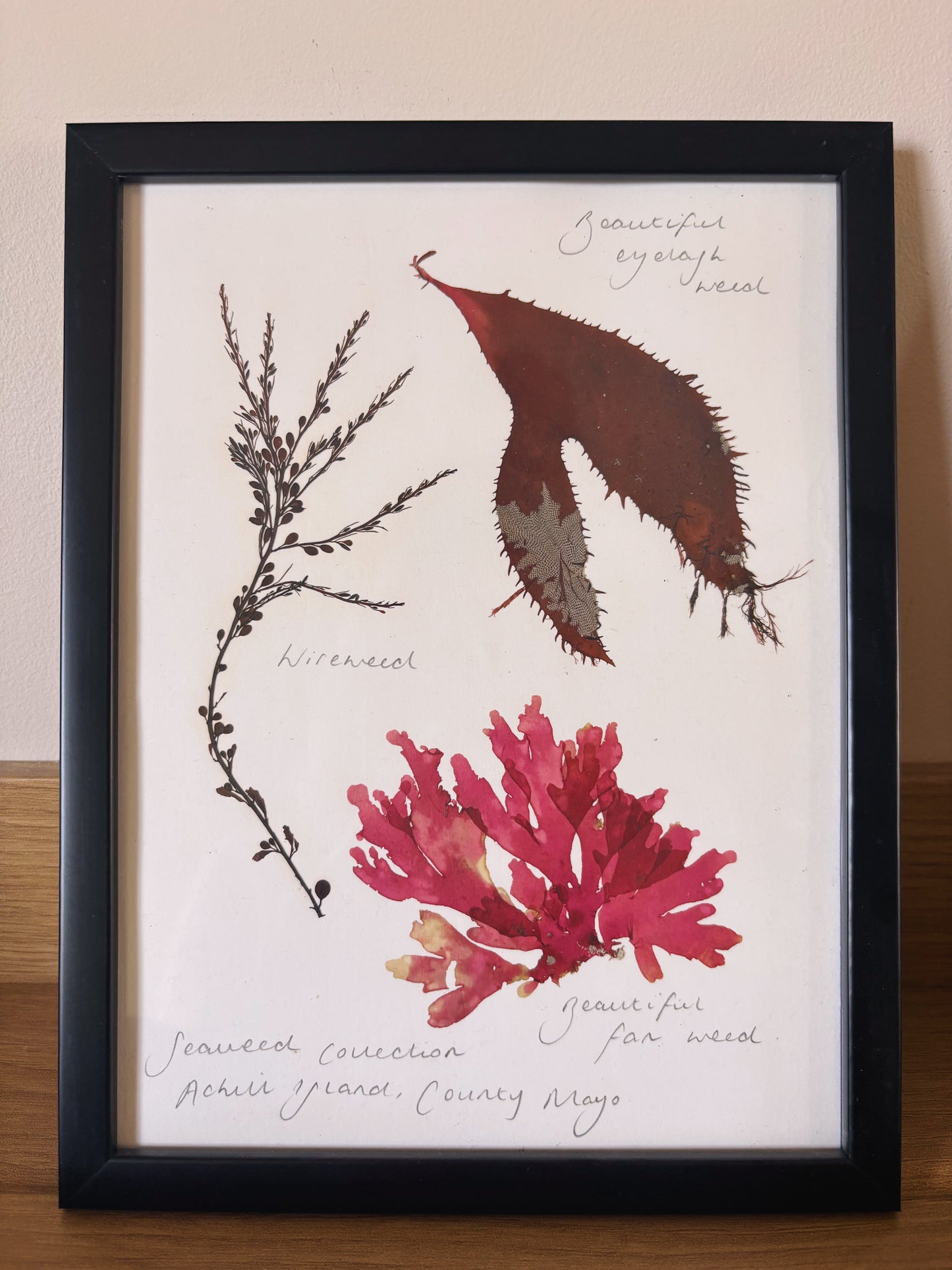 Seaweed Collection, Achill Island, County Mayo - Medium framed original pressed seaweed