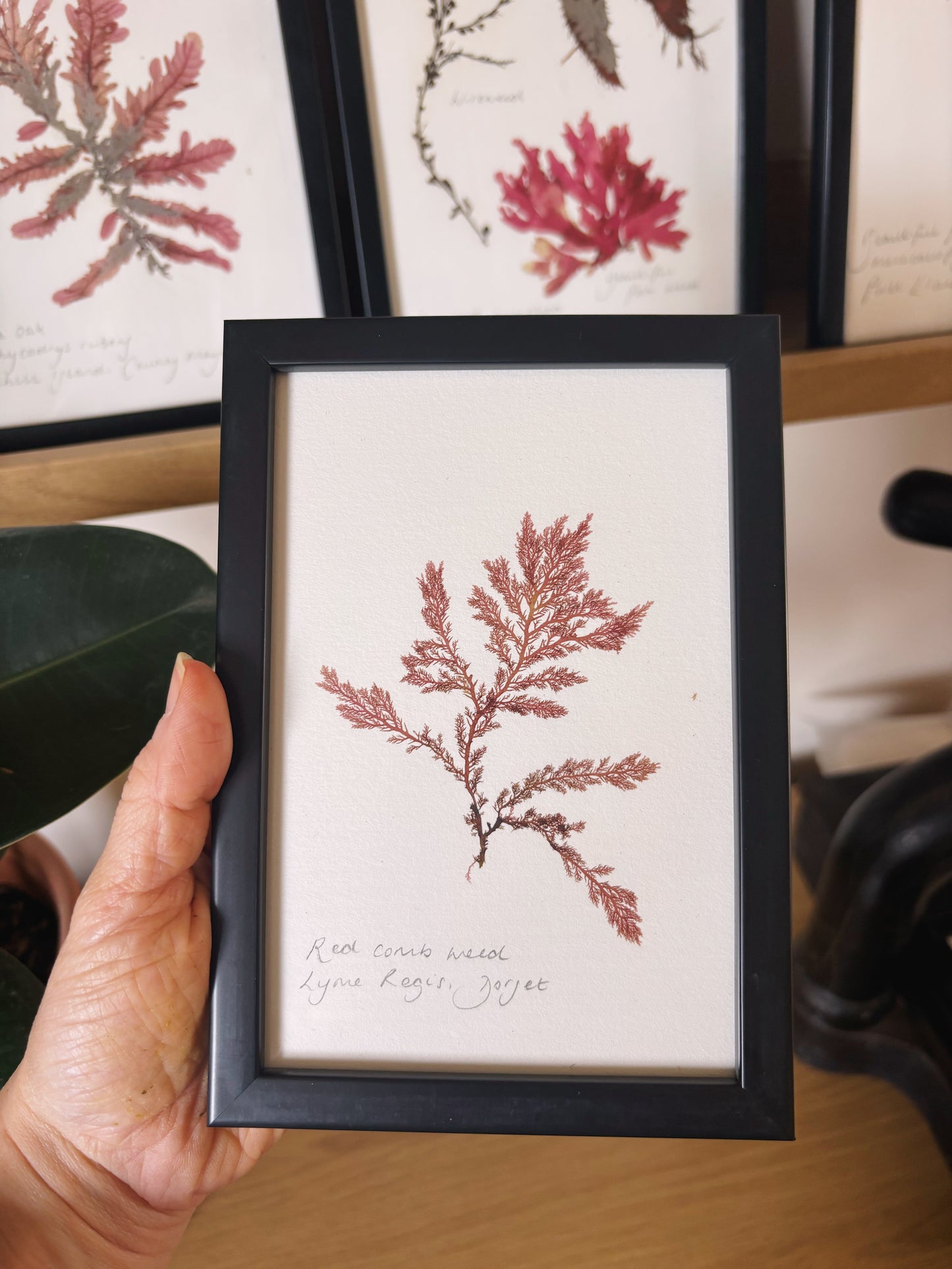 Red comb weed, Lyme Regis, Dorset  - Small framed original pressed seaweed