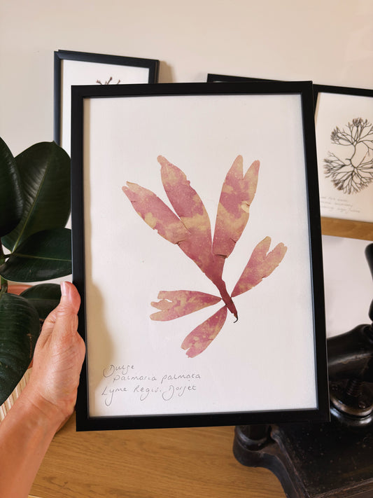 Dulse, Lyme Regis Dorset - Large framed original pressed seaweed
