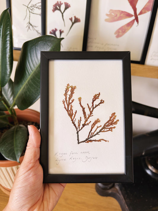 Royal fern weed, Lyme Regis Dorset - Small framed original pressed seaweed