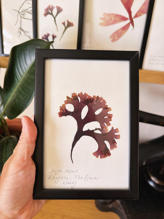 Irish moss, Rhossili The Gower Wales - Small framed original pressed seaweed