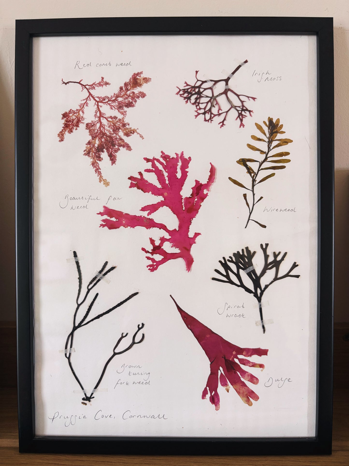 Seaweed collection, Prussia Cove, Cornwall - Large framed original pressed seaweed