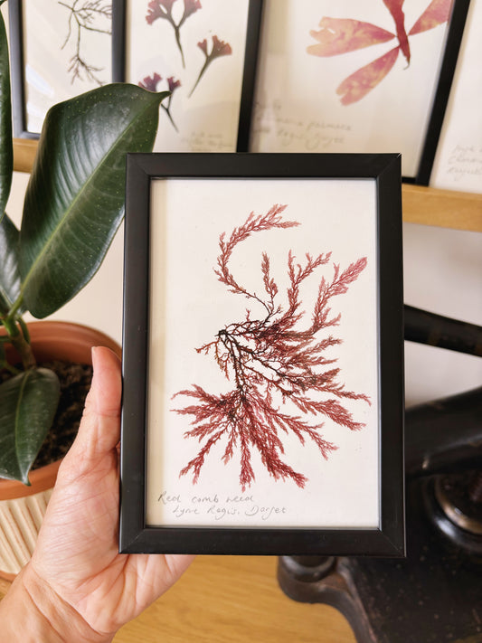 Red comb weed, Lyme Regis Dorset - Small framed original pressed seaweed