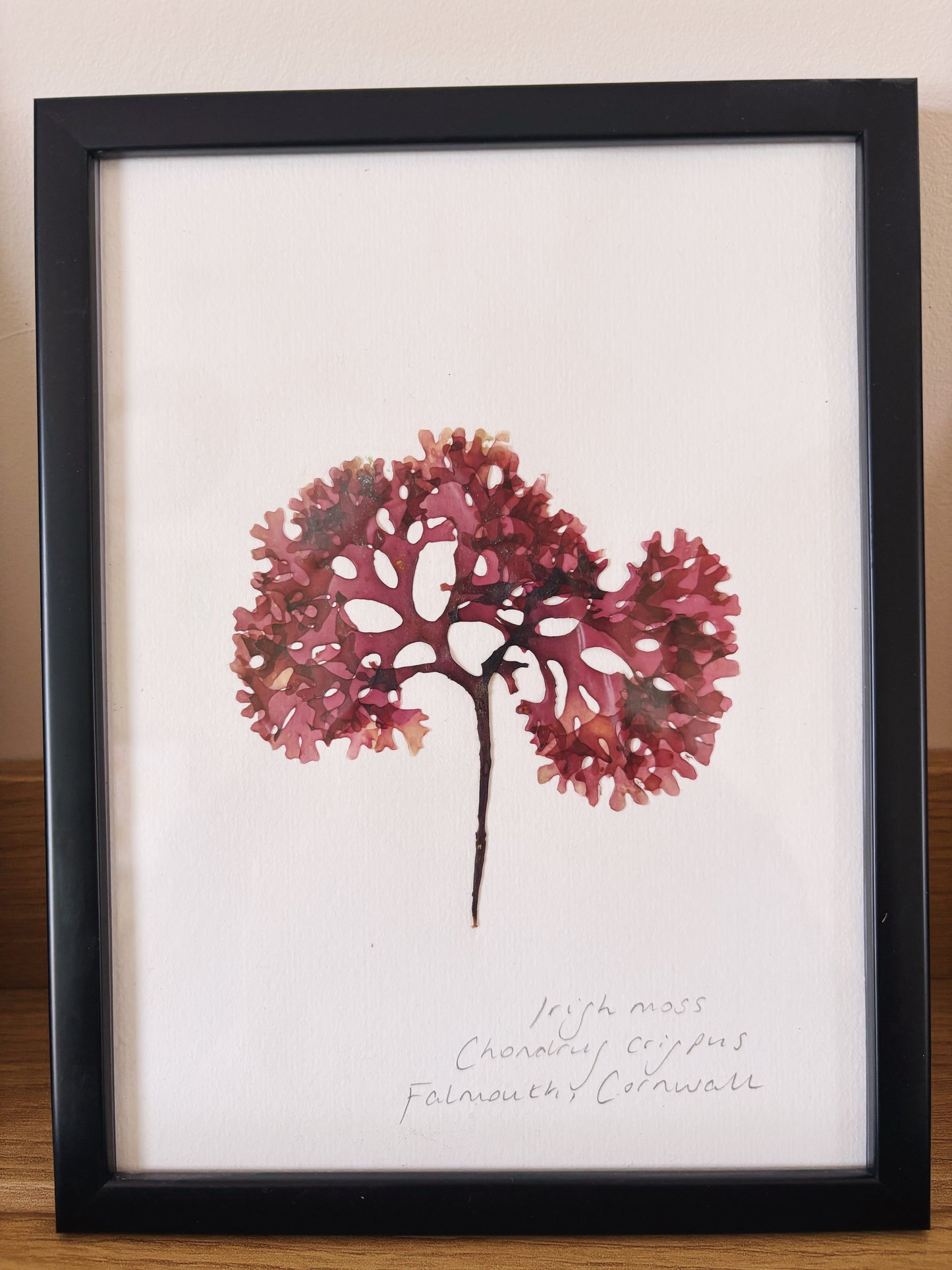 Irish moss, Falmouth Cornwall - Medium framed original pressed seaweed