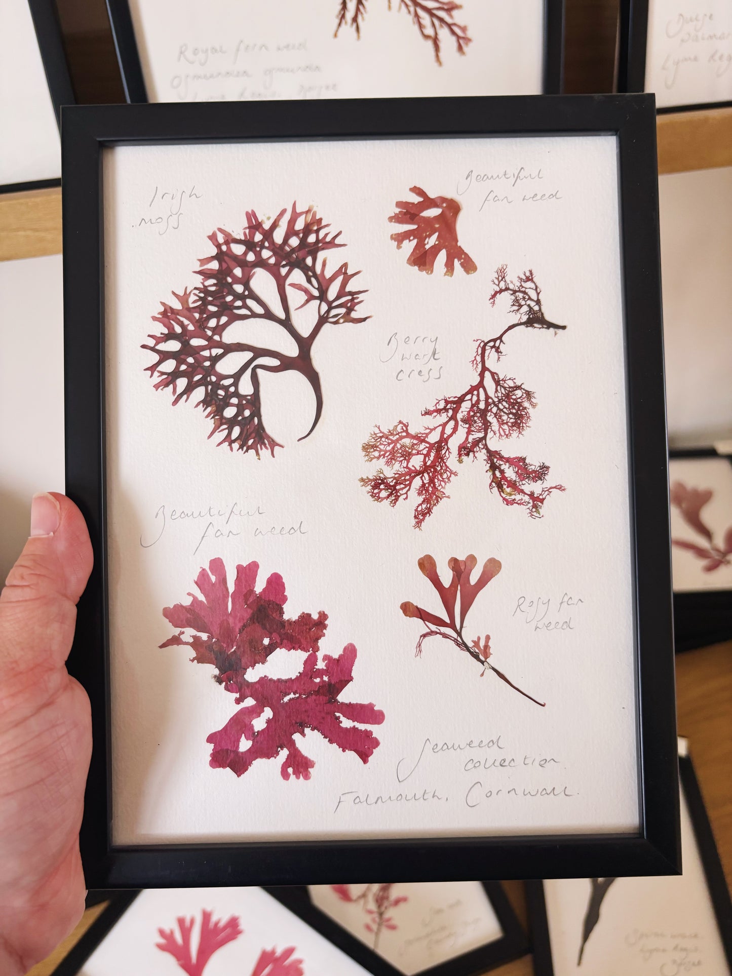 Seaweed collection, Falmouth Cornwall - Medium framed original pressed seaweed