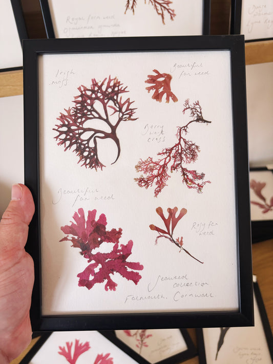 Seaweed collection, Falmouth Cornwall - Medium framed original pressed seaweed