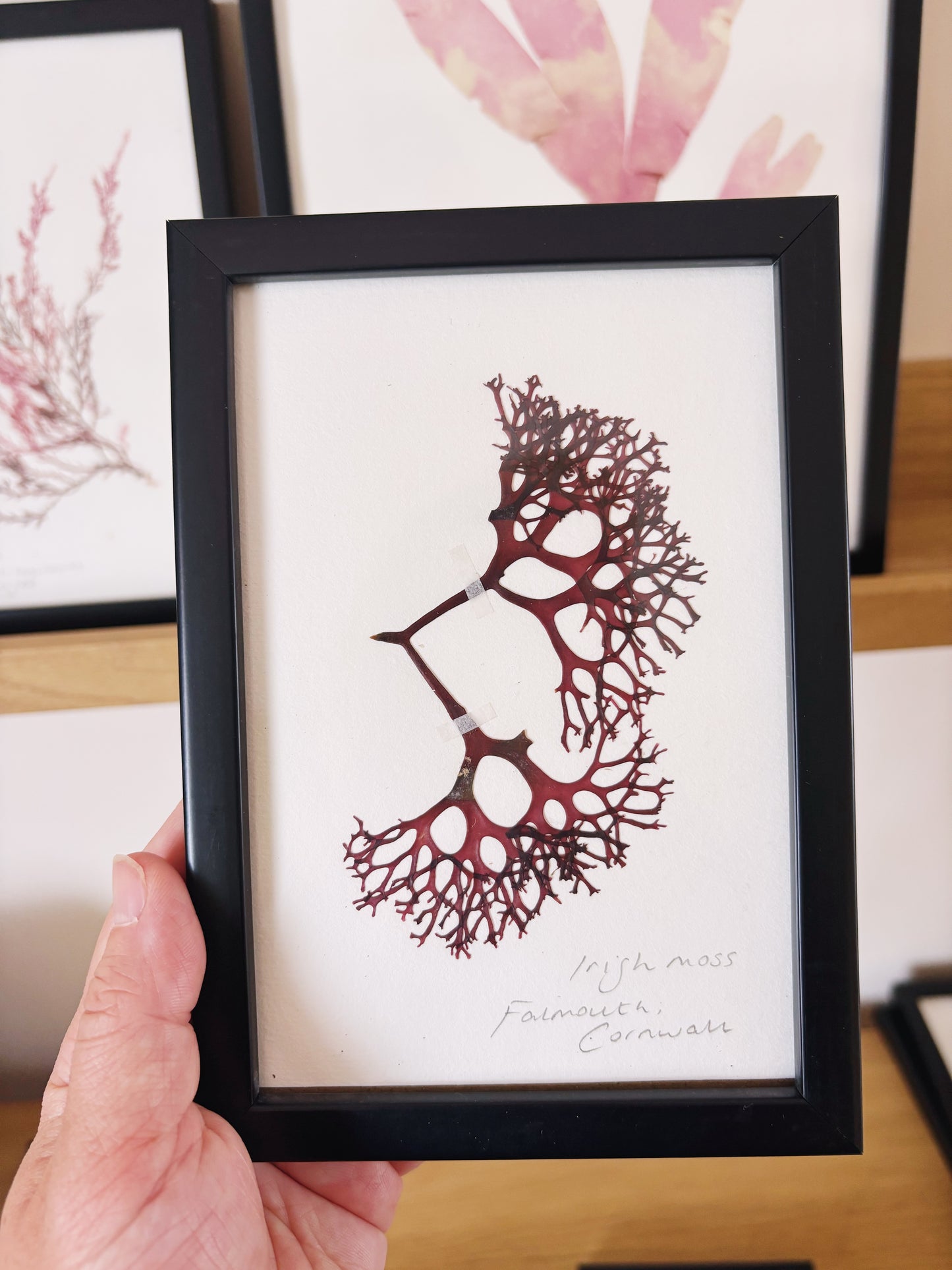 Irish Moss, Falmouth, Cornwall - Small framed original pressed seaweed