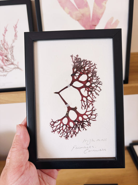 Irish Moss, Falmouth, Cornwall - Small framed original pressed seaweed
