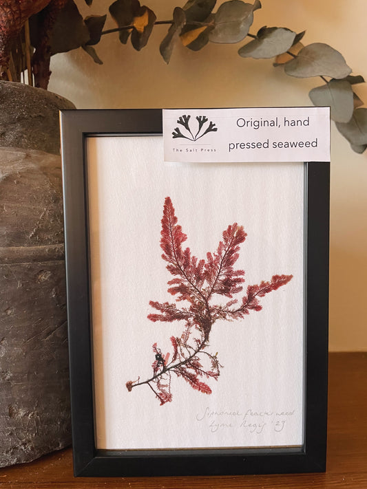 Siphon feather weed, Lyme Regis - Dorset. Small, framed, original pressed seaweed